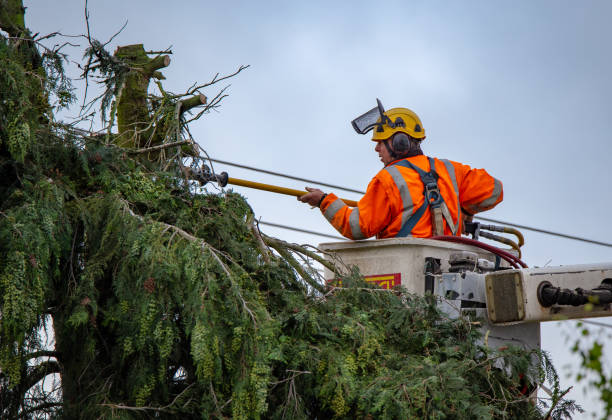 Best Lot and Land Clearing  in USA